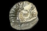 Agatized Ammonite (Pleuroceras) Fossil - Germany #125399-1